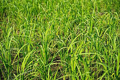 拳头免费2v2格斗游戏《2XKO》俄洛伊实机 明年发售